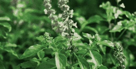 Kratom world Basil Tulsi Alkohol Kratom zöld Nagyhét Kiárusítás Kratom