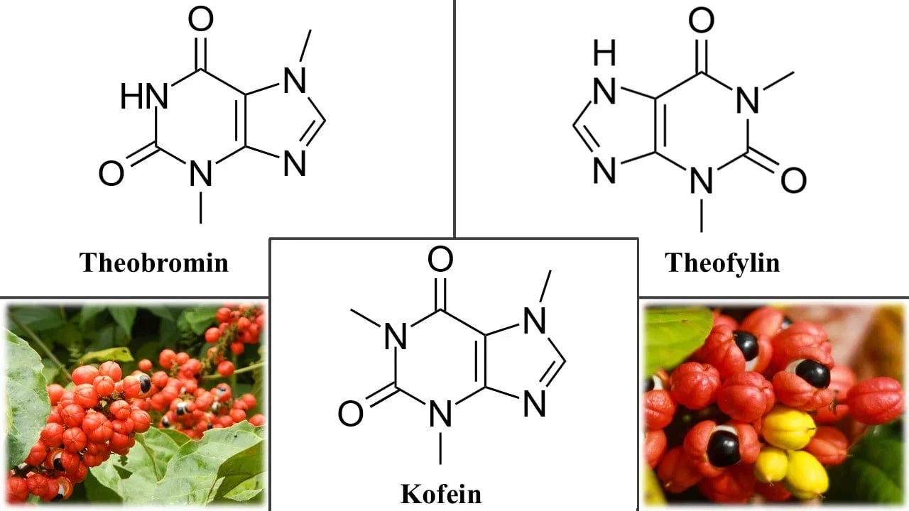 Guarana-összeállítás, tudományos cikk, Kratom World értékesítés