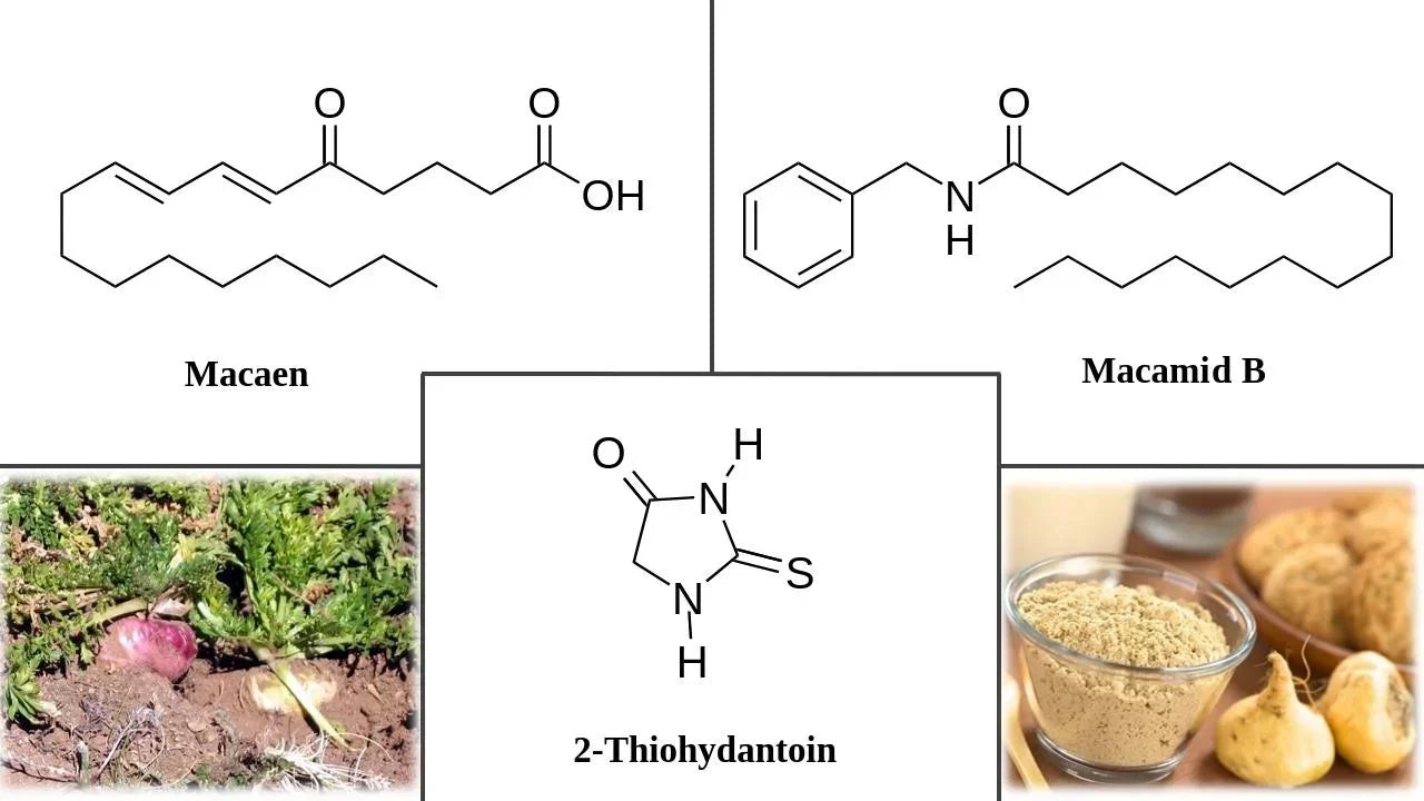 Maca-alapú vitalitás-elixír – Kratomworld tudományos cikk