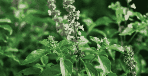 Kratom world Basil Tulsi Alkohol Kratom zöld Nagyhét Kiárusítás Kratom