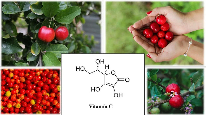 acerola kollázs kratomworld