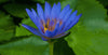 kratom world blue lotus selling