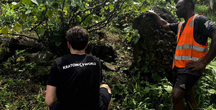 látogatás kava kava fidzsi kratom world farm